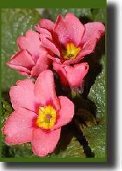 primula07.jpg primula07.jpg