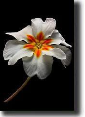 primula08.jpg primula08.jpg