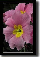 primula10.jpg primula10.jpg