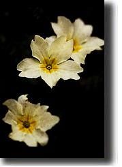 primula11.jpg primula11.jpg
