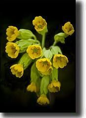 primula12.jpg primula12.jpg
