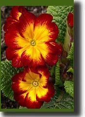 primula13.jpg primula13.jpg