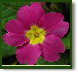 primula15.jpg primula15.jpg