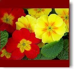 primula16.jpg primula16.jpg