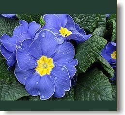 primula17.jpg primula17.jpg