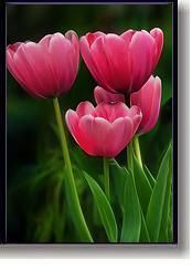 tulipanok.jpg