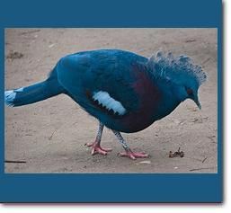 victoria_crowned_pigeon.jpg victoria_crowned_pigeon.jpg