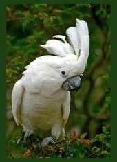 yy-kakadu.jpg
