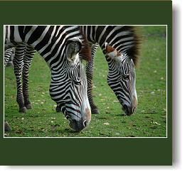 zebrak.jpg zebrak.jpg