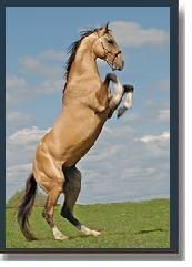 zt-akhal_teke.jpg