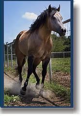 zt-lo4.jpg